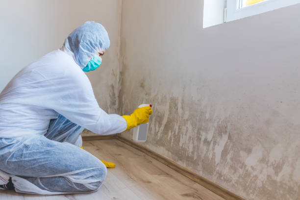 Black mold inspection in Phoenixville